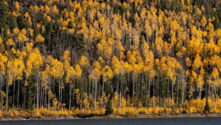Dünyanın En Büyük ve En Yaşlı Ağacı: Pando