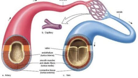 Kanımız Kırmızı Olduğu Hâlde Damarlarımız Neden Mavi Görünüyor?