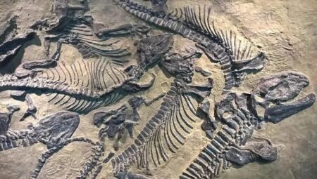 200 Milyon Yıl Öncesinden Kaldığı Düşünülen Binlerce Dinozor Ayak İzi Keşfedildi